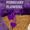 Beautiful Flowers %26 Lovely February!