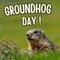 Delightful Groundhog Day.