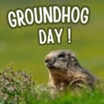 Delightful Groundhog Day.