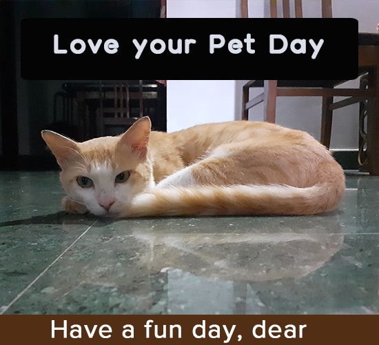 Love Your Pet Day , Cat Lover.
