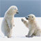 Happy Polar Bear Day My Friend!