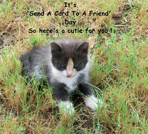 Send A Card Day Kitty.