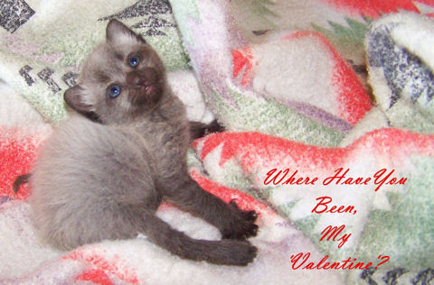 My Valentine Kitten.