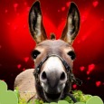 Donkey’s Valentine Song For You.