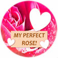 My Perfect Rose.