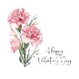 Simple Clean Carnation For Valentine.
