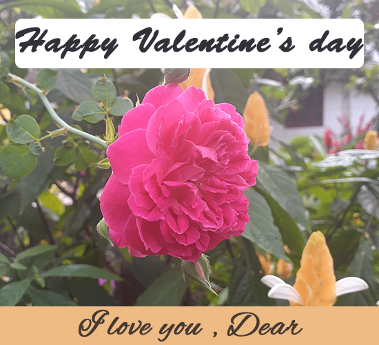 Valentine’s Day ,Rose Dear