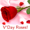 A Valentine's Day Rose ecard!