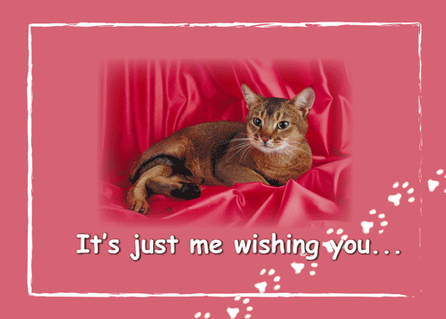 Cat On Bed To Wish Happy Valentine.