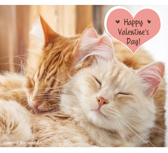 Valentine Kitties...