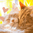 Happy Valentine’s Day Cat Hug.