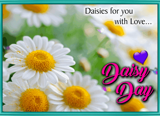 Daisies For You With Love.