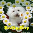 Happy Daisy Day Wishes!