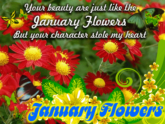 January Flowers Beauty.