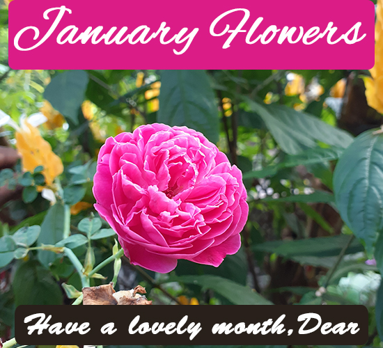 January Flowers, Rose. Free January Flowers eCards, Greeting Cards 123 Greetings