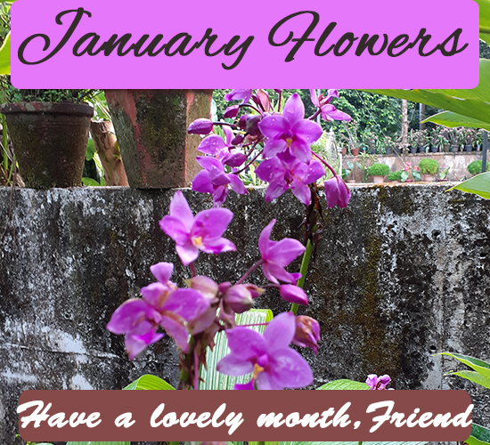 January Flowers, Violet...