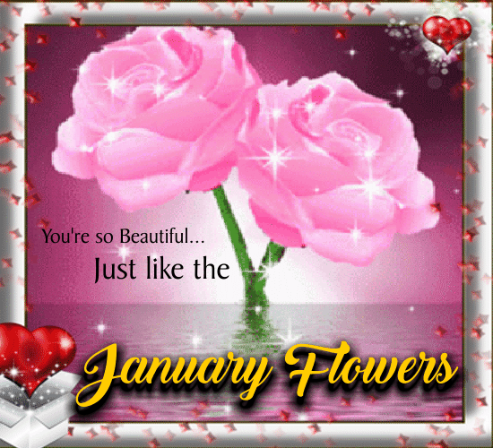 As Beautiful As The January Flowers.