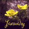 January Flowers Floral Frame.