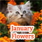 January Flowers