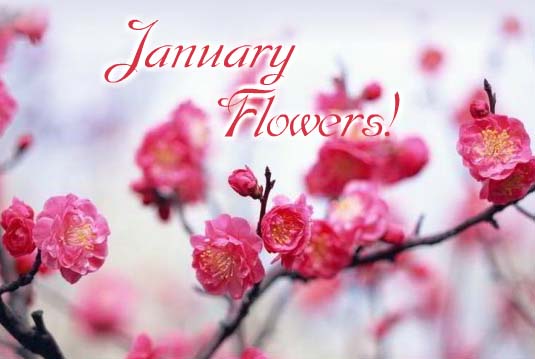 The Soft Touch Of January Petals! Free January Flowers eCards | 123 ...