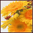 Always In Full Bloom!