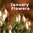 Flowers And Thoughts...