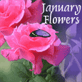 Send January Flowers!