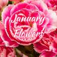 Sending Beautiful January Flowers!