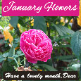 January Flowers, Rose.