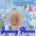 Lovely And Beautiful January Flowers.