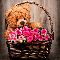 Beautiful Rose Basket With Hugs...