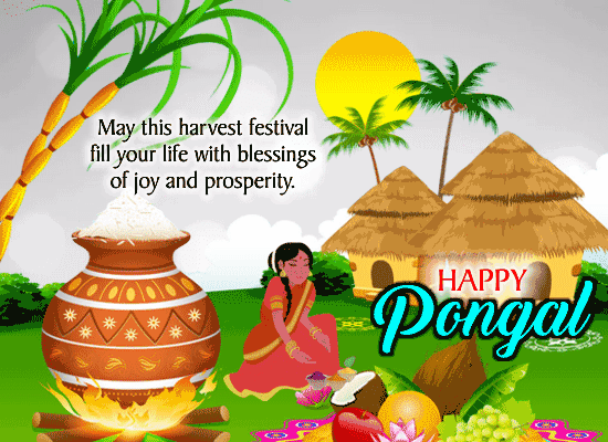 A Happy Pongal Harvest Festival.