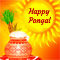Happy And Joyous Pongal Wishes!