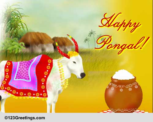 Auspicious Occasion Of Pongal.