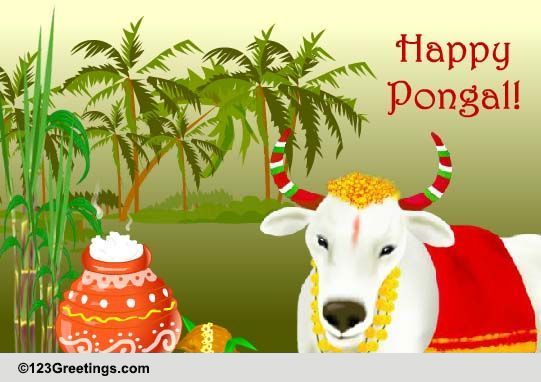 The Auspicious Occasion Of Pongal...