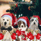 Carol Of The Dogs.