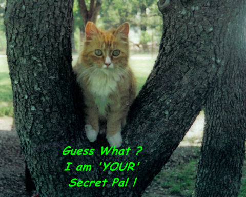 Secret Pal Day, Cat.