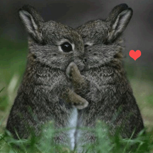 Cute Hugging Bunnies.