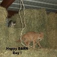 Barn Day Cats.