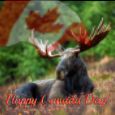 Canada Day Moose...