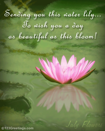 A Beautiful Water Lily...