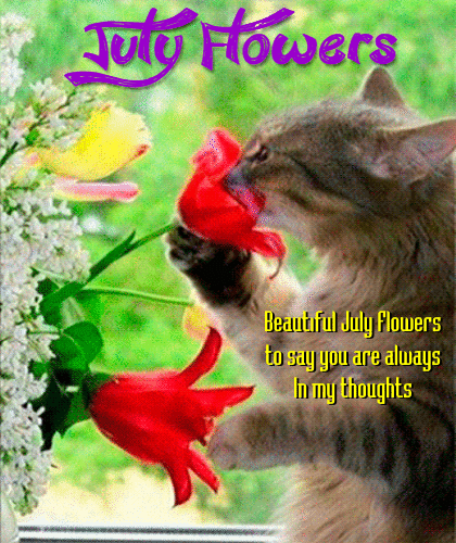 Kitty Loves July Flowers.