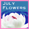 July Flowers [ July 2020 ]