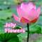 Beautiful Lily Welcoming July!