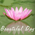 A Beautiful Water Lily...