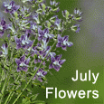 A Bunch Of Happiness With Larkspurs.