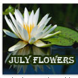 Sending Beautiful Water Lilies.