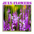 Happy July Month From My Heart...