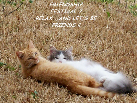 Friendship Festival Cats.