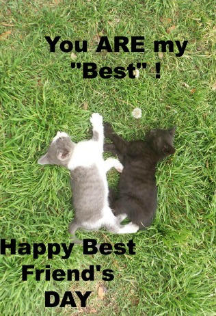 Best Kitties.